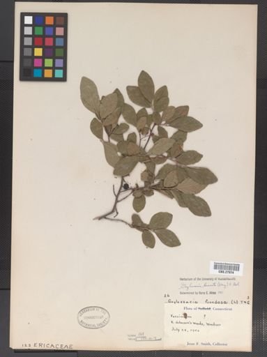 Gaylussacia baccata