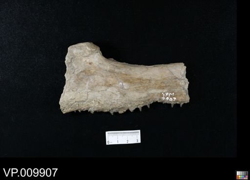 undet. Ichthyodectidae
