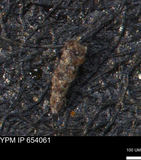 Verneuilinoides hectori