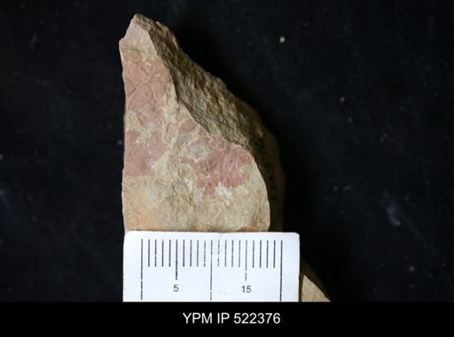 undet. Arthropoda