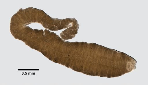 Prostoma graecense