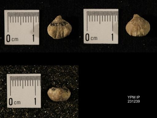 Wellerella osagensis