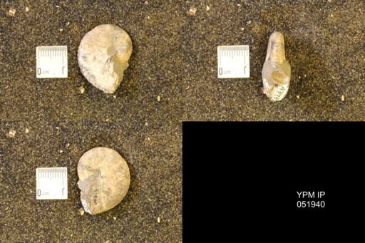 Hoploscaphites comprimus