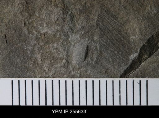 Ostracoda