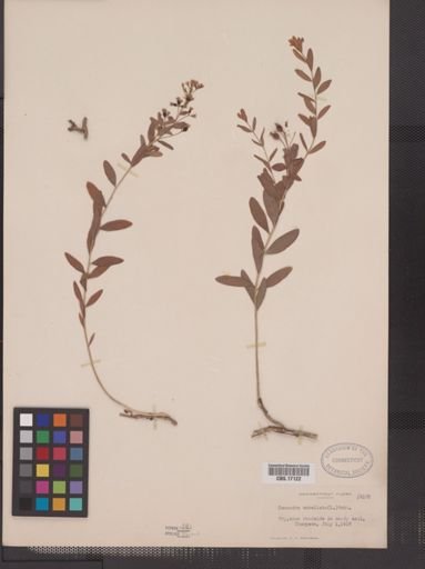 Comandra umbellata