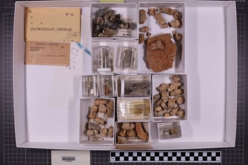 mixed taxa, stratigraphic collection