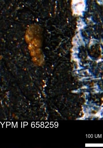 Verneuilinoides kansasensis