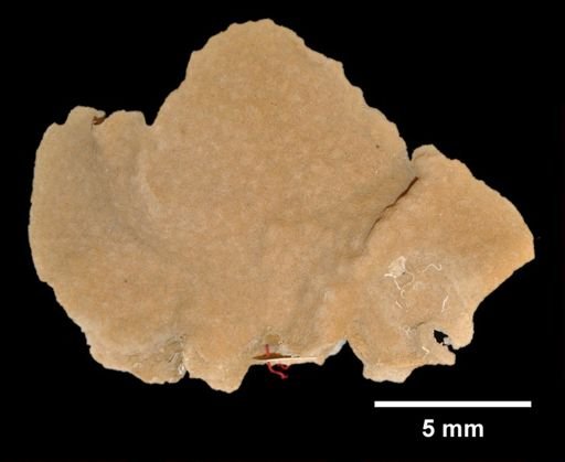 Gemelliporidra multilamellosa