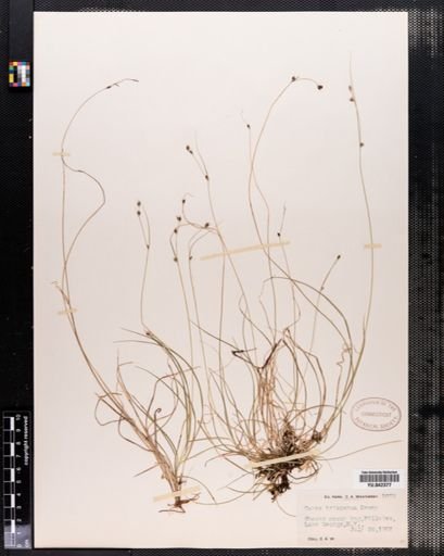 Carex trisperma