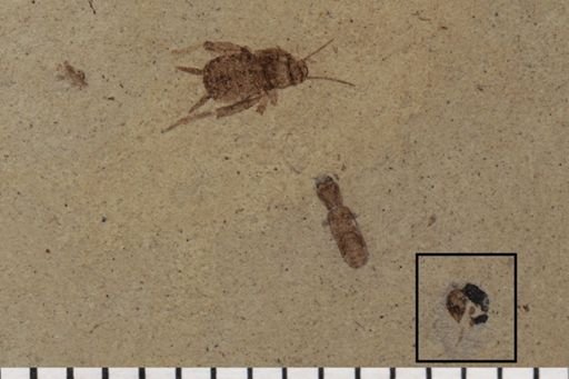 Hymenoptera