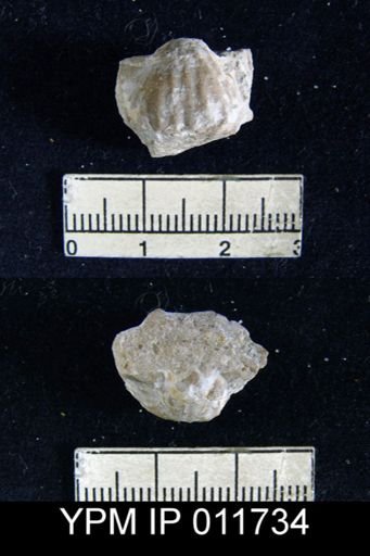 Marginifera wordensis