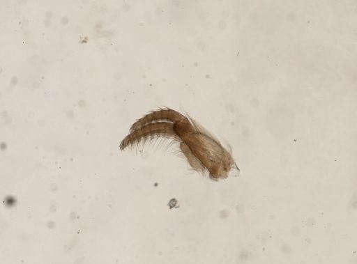 Chthamalus fragilis