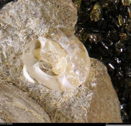 undet. Ammonoidea