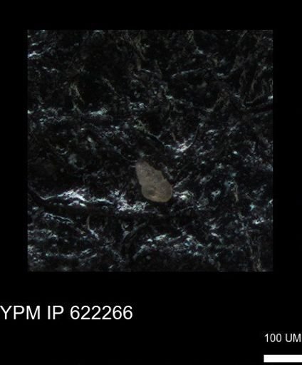 undet. Heterohelicidae