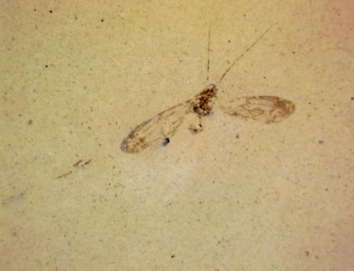 undet. Homoptera