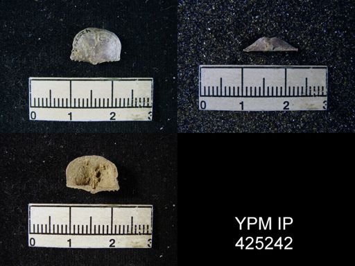 Chonetes sp.