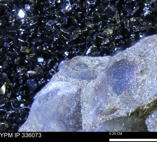 Protocardia subquadrata