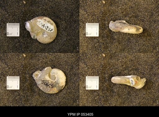 Discoscaphites conradi