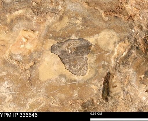 undet. Mollusca
