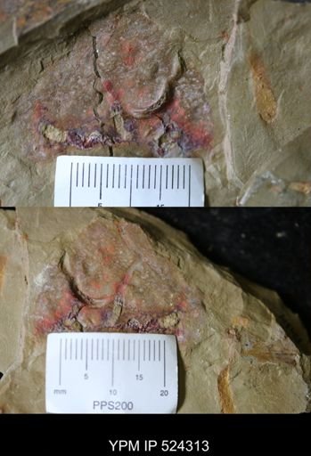 Porifera?