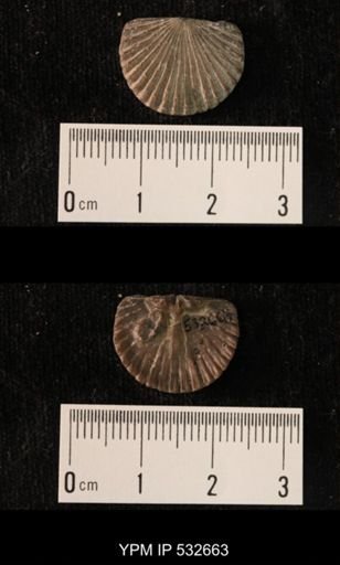 Hesperorthis davidsoni