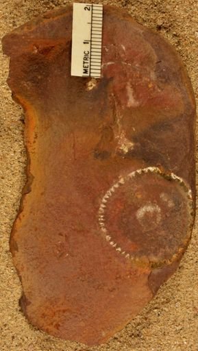 Calamites