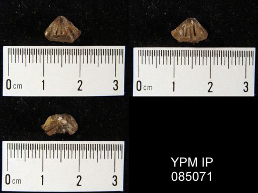Rhynchotreta cuneata americana