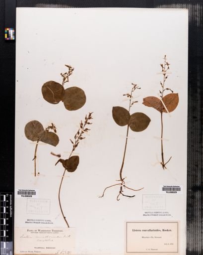Listera convallarioides