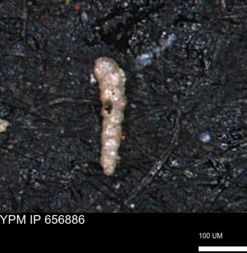 Verneuilinoides kansasensis