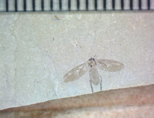 undet. Brachycera