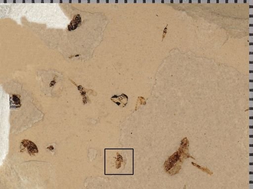 undet. Hymenoptera