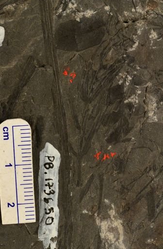 Asterophyllites sp.