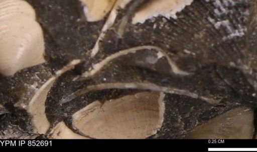 Limopsis striatopunctatus