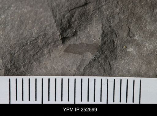 undet. Eurypterida