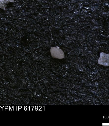 undet. Foraminiferida