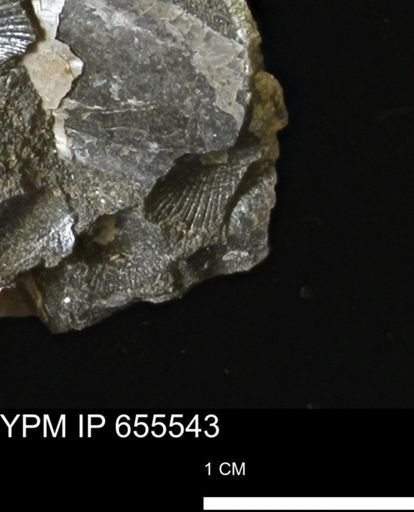 Oxytoma (Hypoxytoma) nebrascana