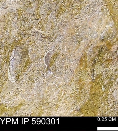 undet. Mollusca