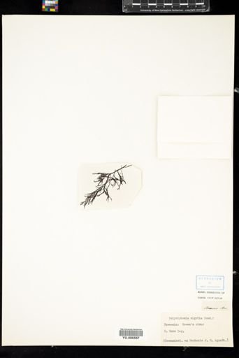 Polysiphonia nigrita