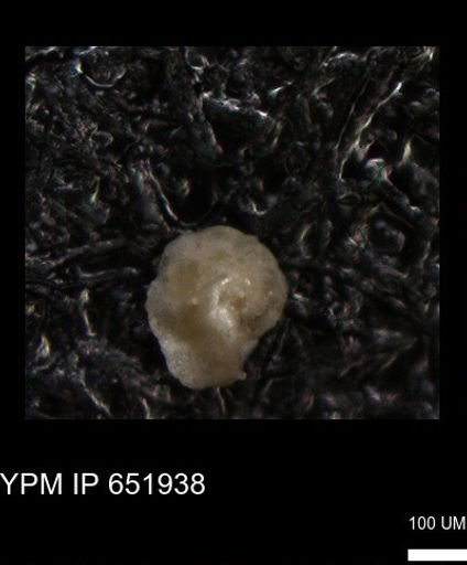 undet. Foraminiferida