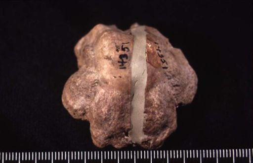 Brooksella cambria