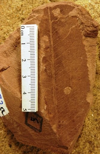 Salix schimperi