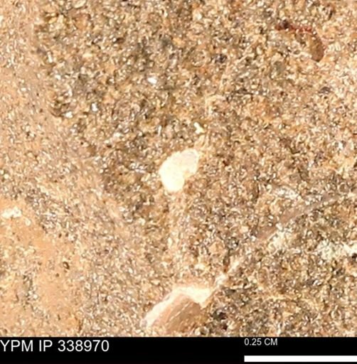 undet. Mollusca