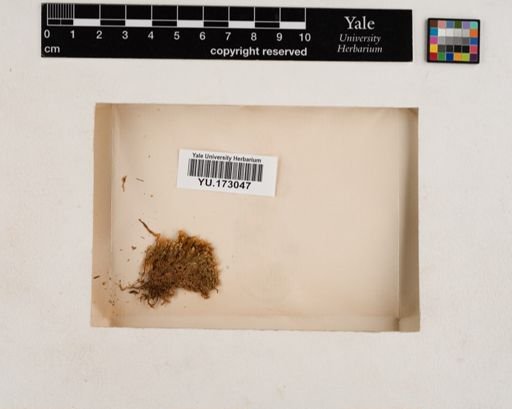 Plantae