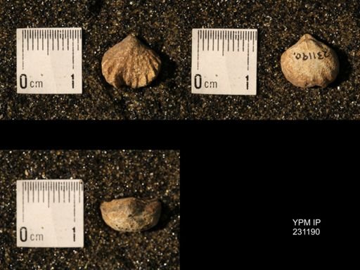 Wellerella osagensis