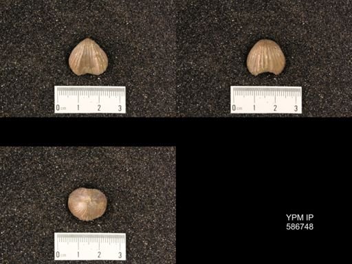 Rhynchotrema capax