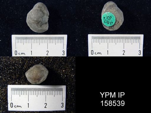 Hindella umbonata