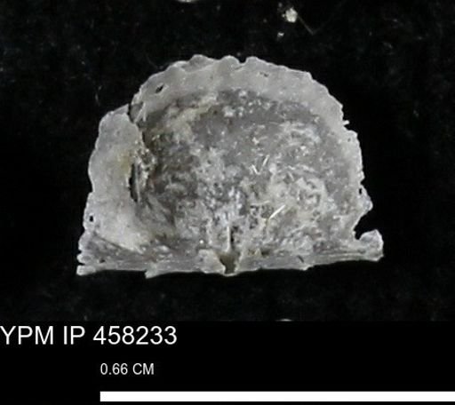 Chonetes mucronatus
