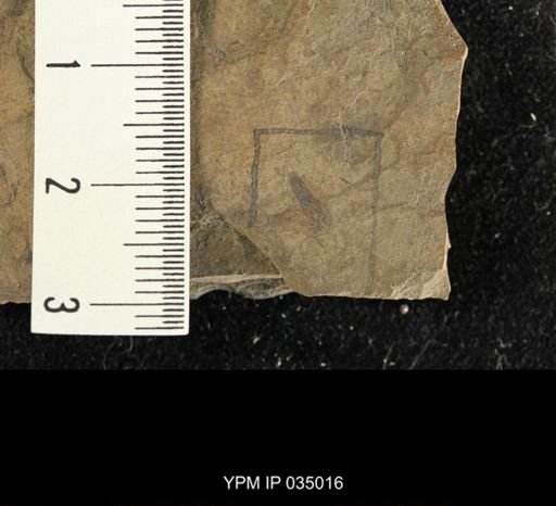 Notonecta sp.