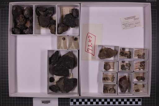 mixed taxa, stratigraphic collection