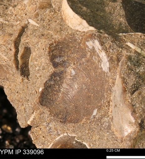 undet. Bivalvia